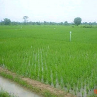 កសិករ ស្រុកស្រែ