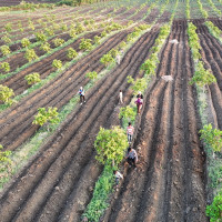 កសិកម្ម កម្ពុជា