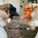 Animal Ba Ti