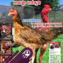 Royal Farm