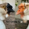 Animal Ba Ti