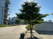Sokhom Chin