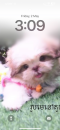Sophea Pet Shop
