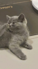 dom