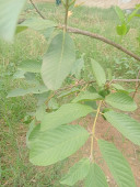 ឌឹម យាយ