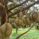សប្បាយ ណាស់