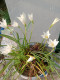 B. Viphup