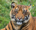Angry Tiger