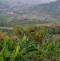 សូរ តឹម