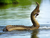 ជុំក្រឡង់ មានលាប
