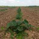 @VSP p-016233225