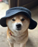 Vik Tou