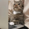 Khairul