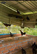 ភត្រ្តា កសិកម្ម