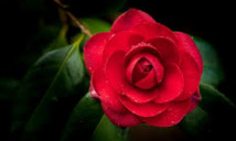 តាំង លីសួង