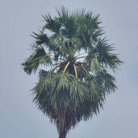 ក្រុងសំពៅពូន លក់ដី