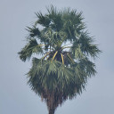 ក្រុងសំពៅពូន លក់ដី