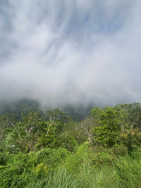 និមល កែវ