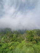 និមល កែវ