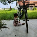 បាត់ដំបង​ បងសាម