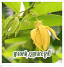 កម្មករ សំណង់