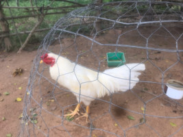 អ្នកលក់មាន់នៅតាកែវ