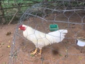 អ្នកលក់មាន់នៅតាកែវ