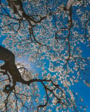 AS&amp;amp;amp;amp;amp;amp;amp;amp;amp;amp;amp;amp;amp;amp;amp;amp;amp;amp;amp;amp;amp;amp;amp;amp;a