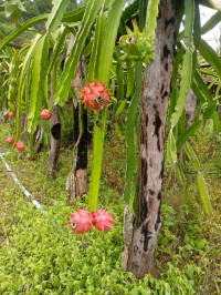 និស្ស័យ អ្នកចំការ