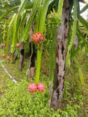 និស្ស័យ អ្នកចំការ