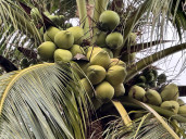 វិជិតា