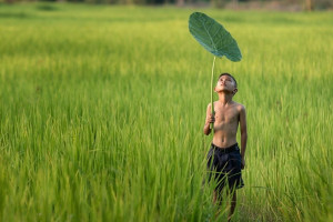 ស្រុក ស្រែ