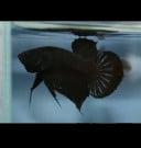 ស្អប់មនុស្ស សម្ដែង