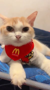 ស្រី រត្ន៍