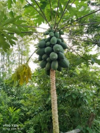 មនុស្ស ទឹកកក