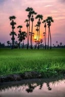 សួស្តី សួស្តី