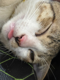 ប៊ូអ៉ីង ខេមលី