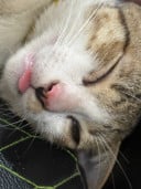 ប៊ូអ៉ីង ខេមលី