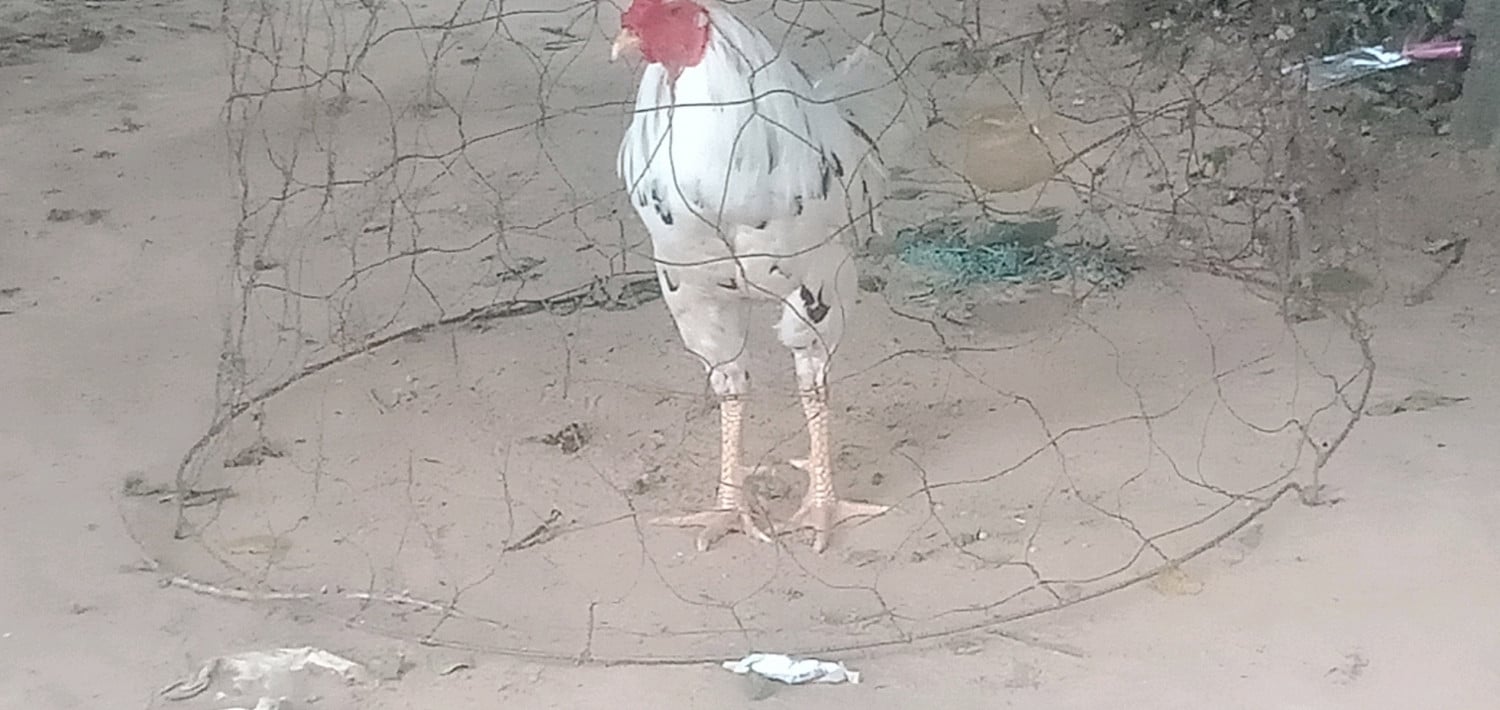 លក់តែ មាន់ល្អៗ