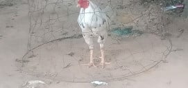 លក់តែ មាន់ល្អៗ