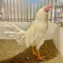 ភ្នំពេញ​ ជិតប្រាំបួន