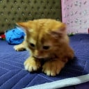 ប៉ាត់ តឺណាន់