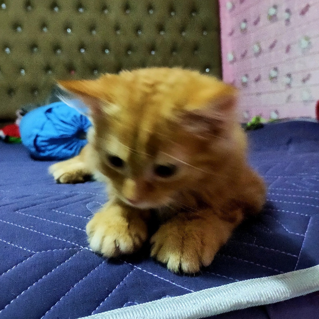ប៉ាត់ តឺណាន់
