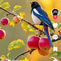 តែ សុខហ៊ួយ