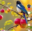 តែ សុខហ៊ួយ