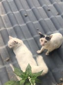 ស្វែងរក គូរព្រេង