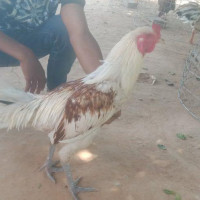 បក្សីលាក់រទេះ លក់តែមាន់ល្អ