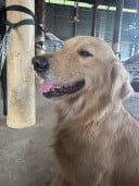 Retriever Auto car