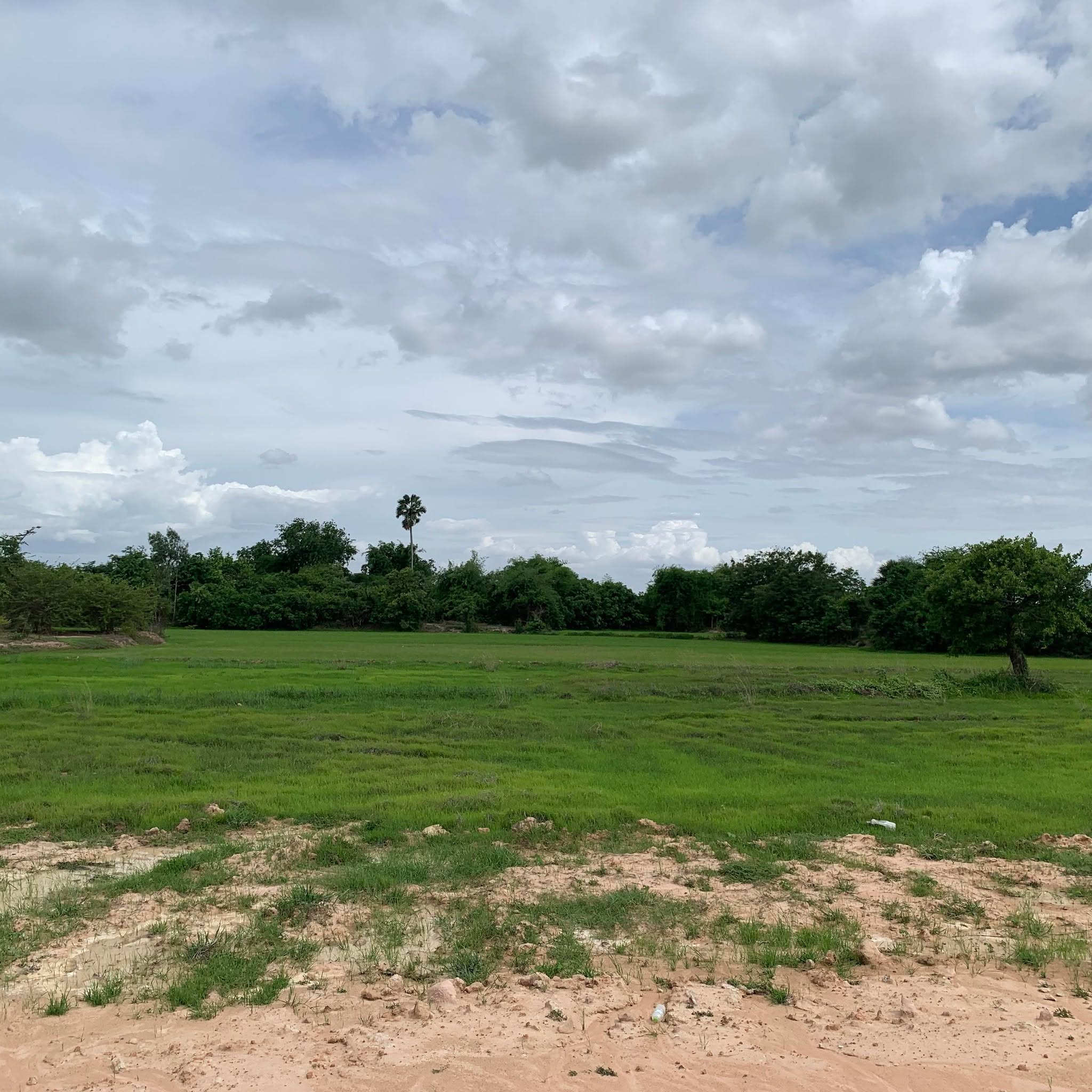 ដីធ្លី តំបន់ព្រៃស