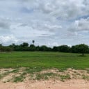 ដីធ្លី តំបន់ព្រៃស